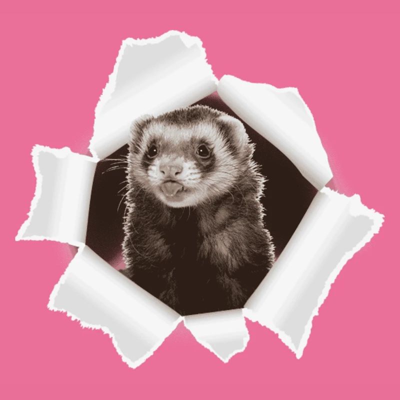 Weasel looking through hole