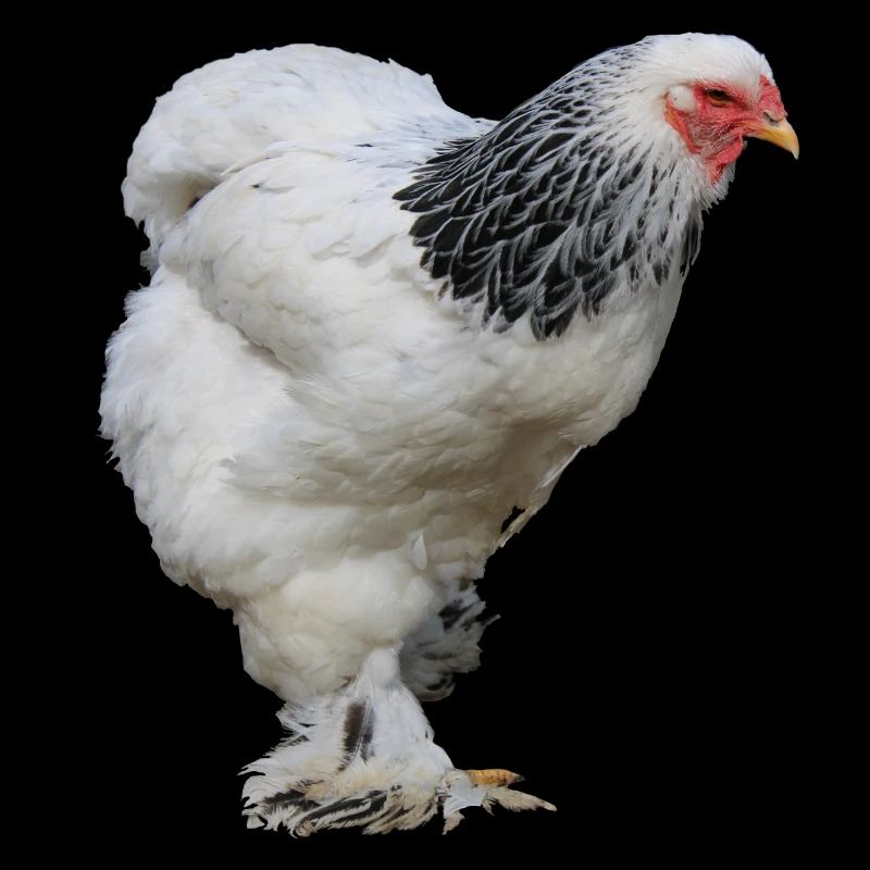 Brahma