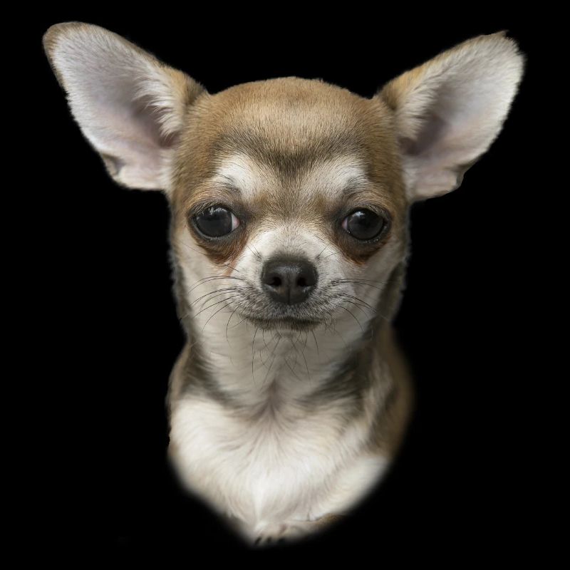 Chihuahua FUN