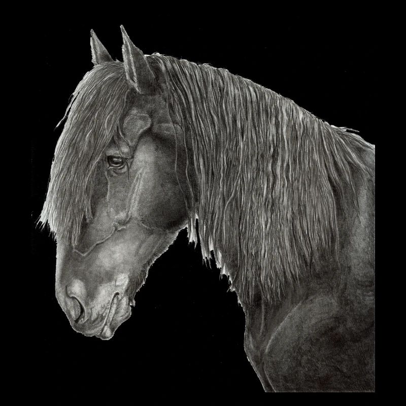 Portrait de cheval frison