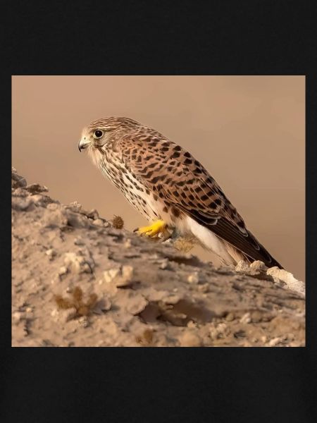 Eagle in desert