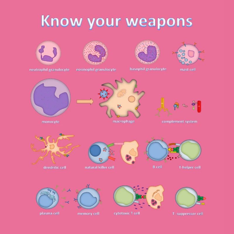 Immune system