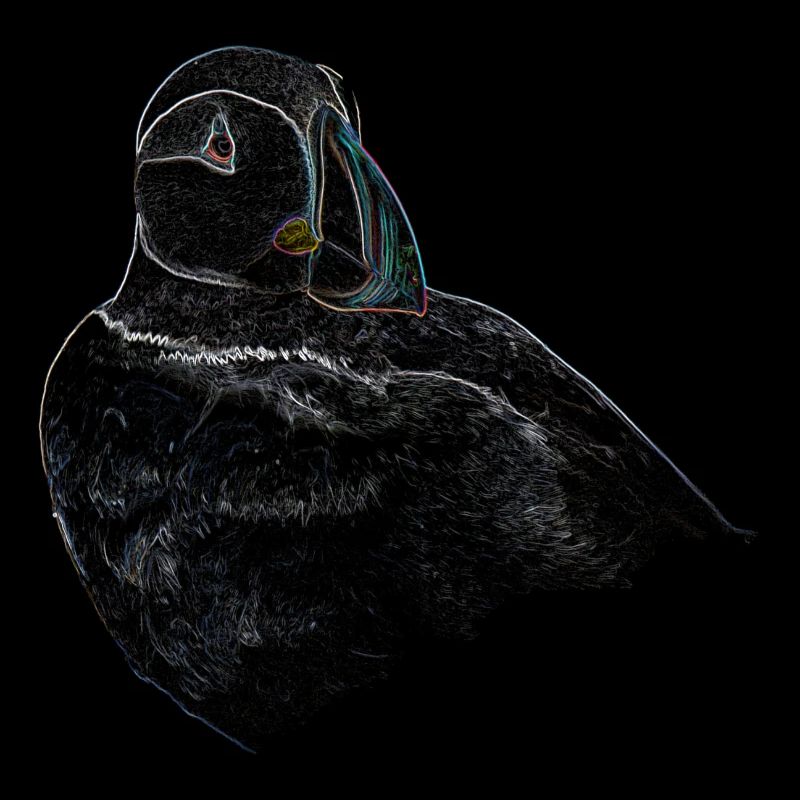 Papageientaucher-Portrait