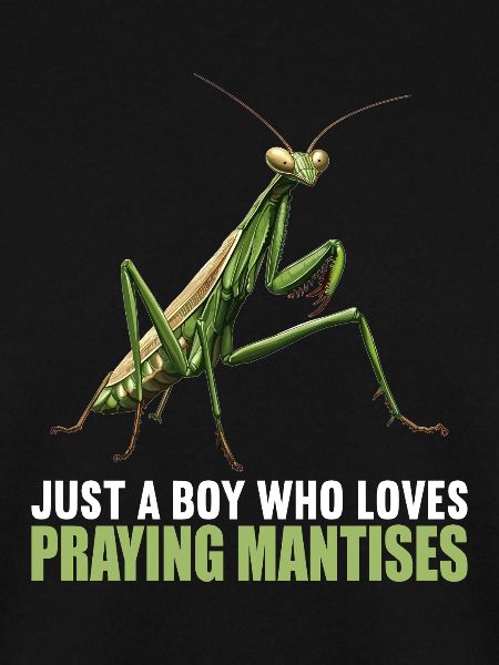 Praying mantises Praying mantis
