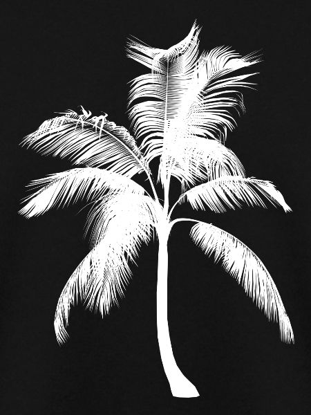 Palme Palm