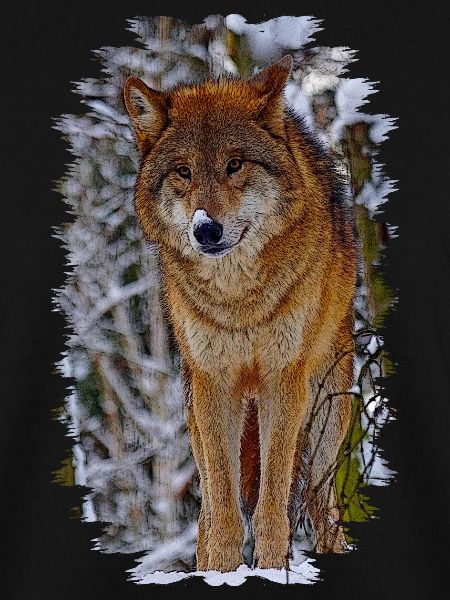 wolf