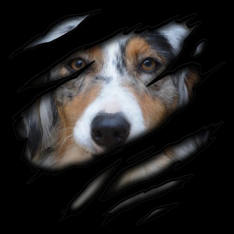 Australian Shepherd in mir