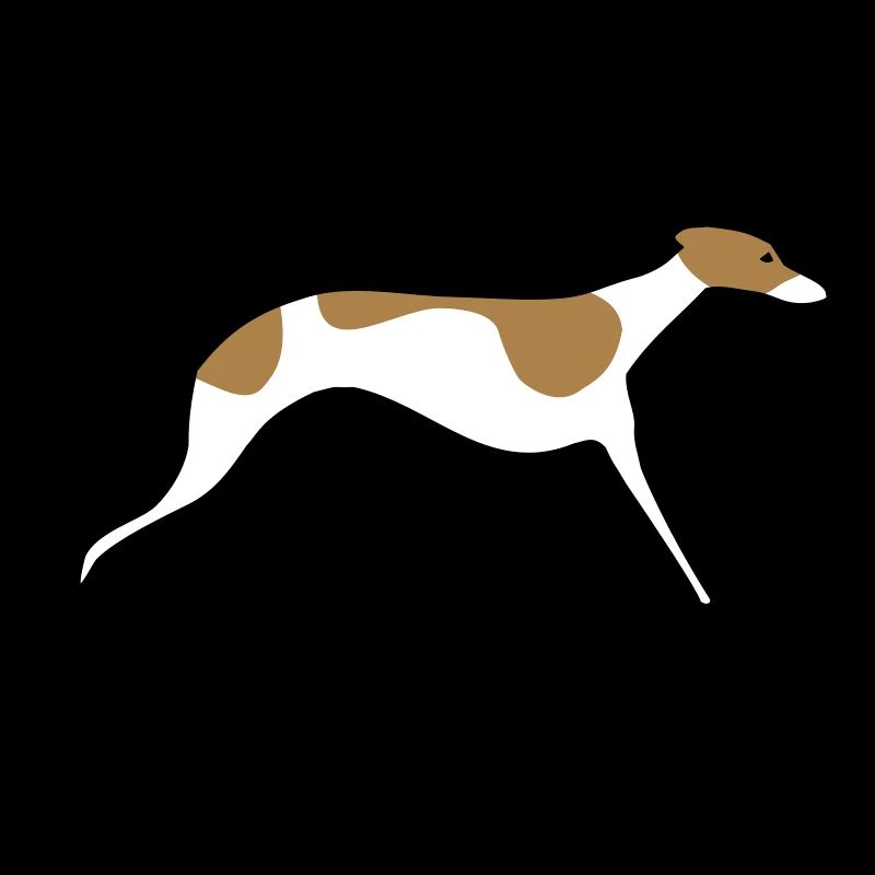 Whippet