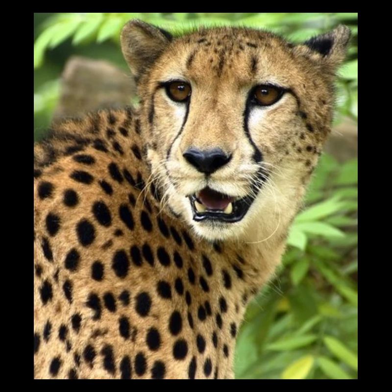 Cheetah