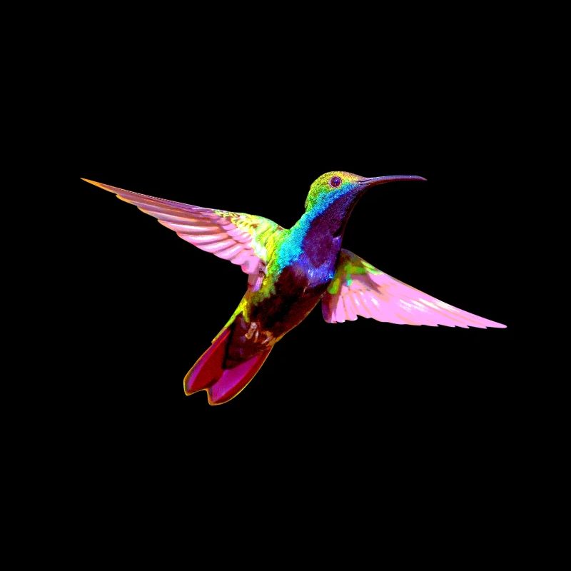 Bunter Kolibri