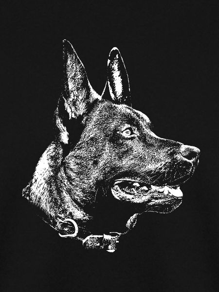 kopf Malinois