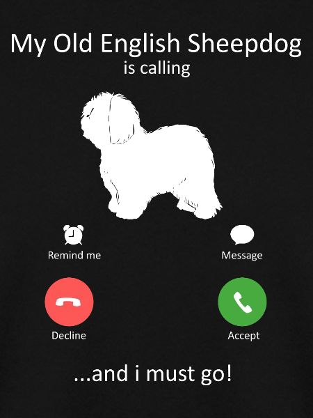 Altenglischer Schäferhund ruft Telefonbildschirm