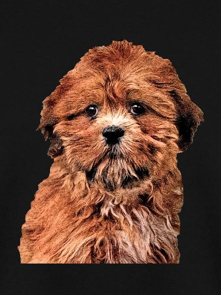 Lhasa Apso