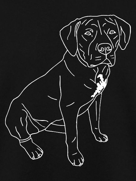American Bully XL