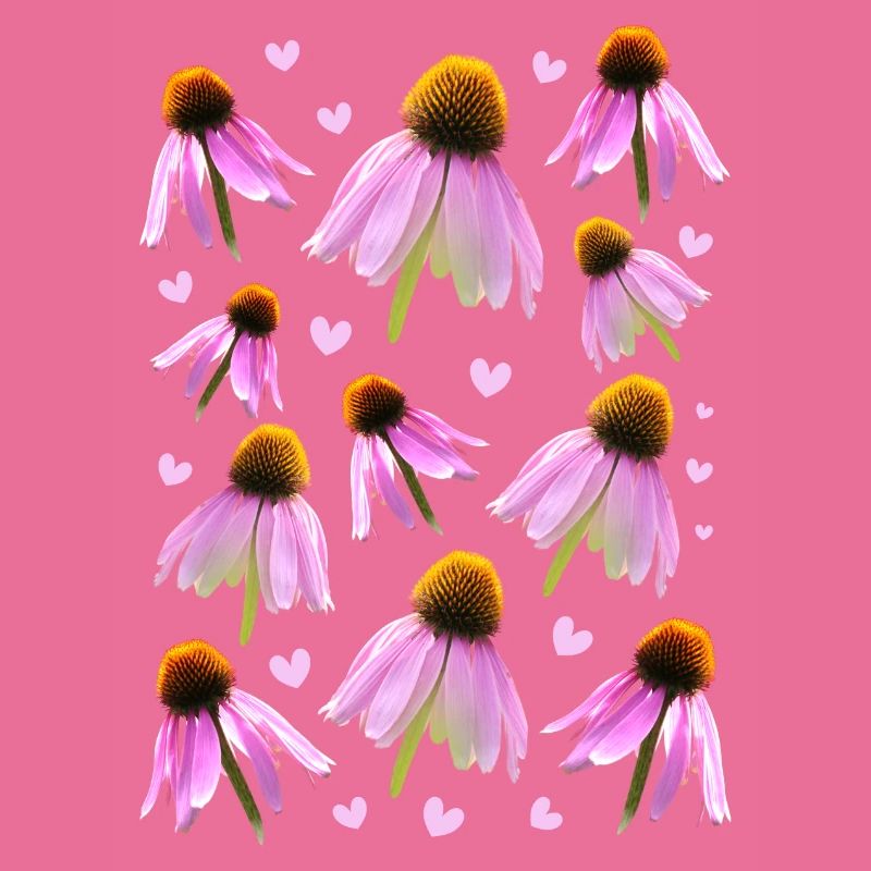 Sonnenhut coneflower
