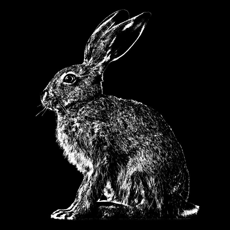 Hase / Feldhase / Häschen