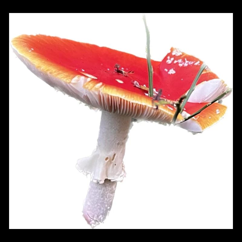 Homesaleor Toadstool