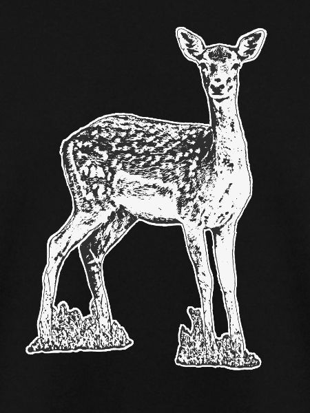 Deer black and white