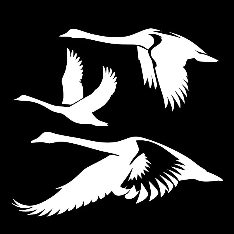 Elegante Höckerschwan Schwarm Schwanenvögel