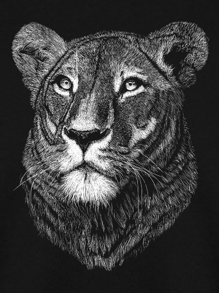 Lioness