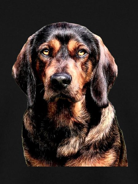 Basset der Alpen