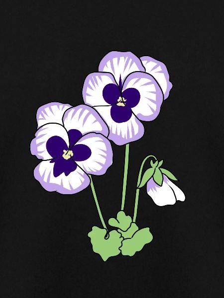 pansy