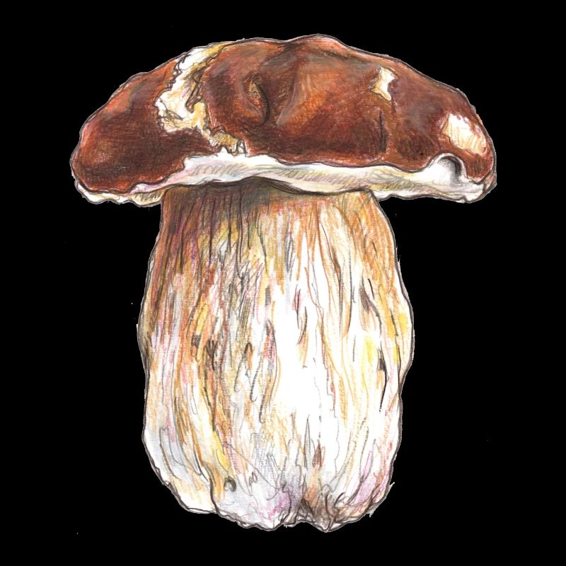 Steinpilz / Boletus /fungi