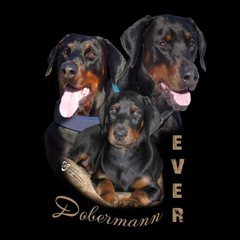 Dobermann