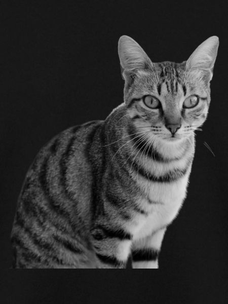 Katze weiß-schwarz Katze schwarzweiß