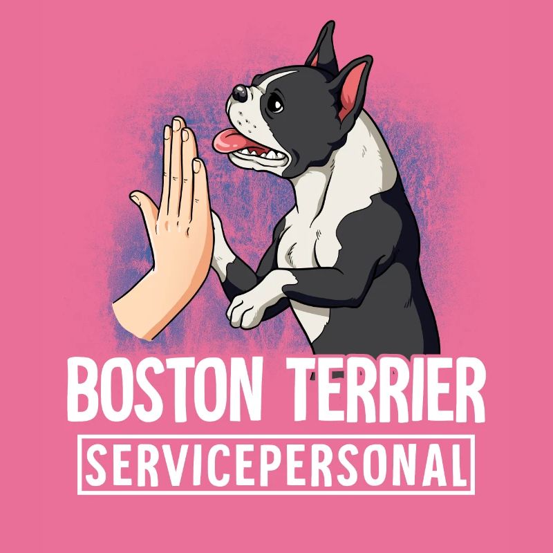 Boston Terrier