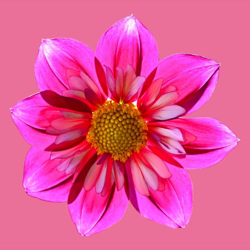 dahlia shade