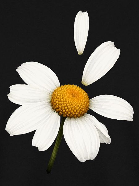 Margerite mit fliegenden Blütenblättern Design