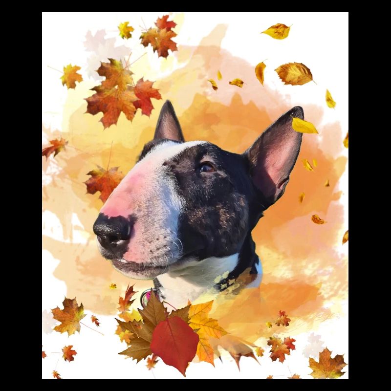 Miniatur Bullterrier Herbst