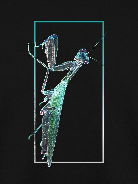 Praying Mantis Negative photography