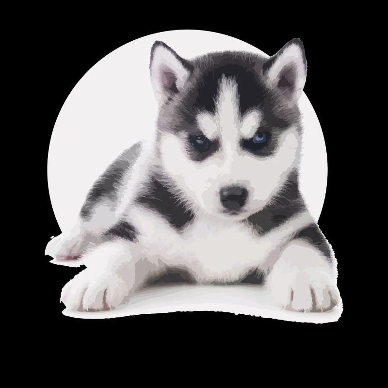 Husky Welpen
