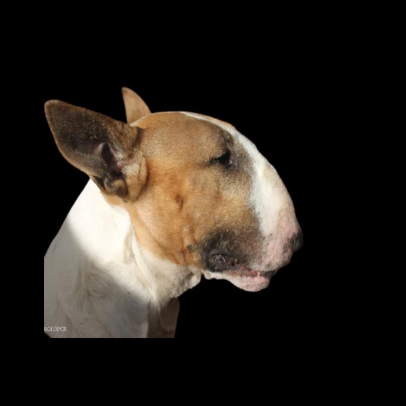 Bull-Terrier