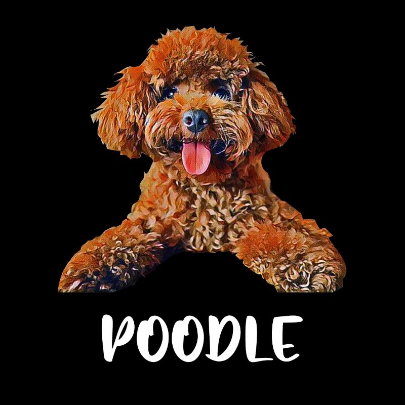 Caniche caniche chien chien amoureux chiot