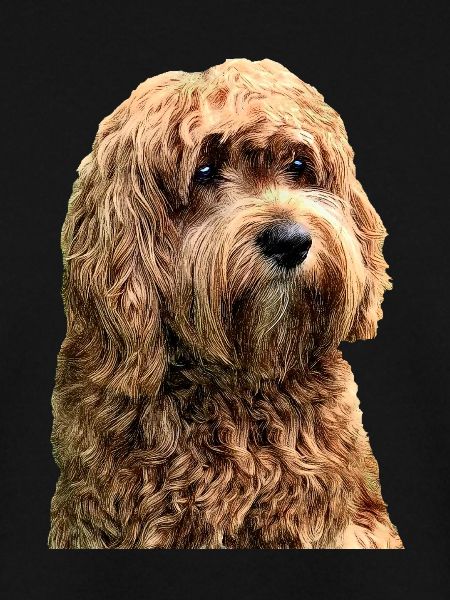 cavapoo