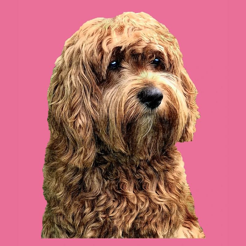 cavapoo