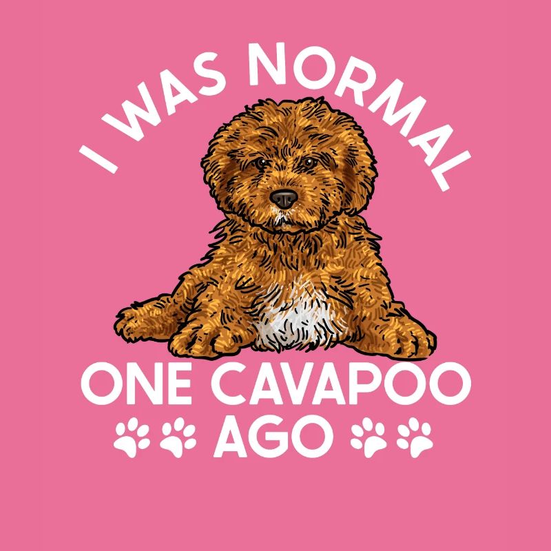 Cavapoo Cavoodle Capoodle Hund