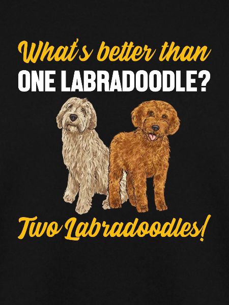 Labradoodle Hund