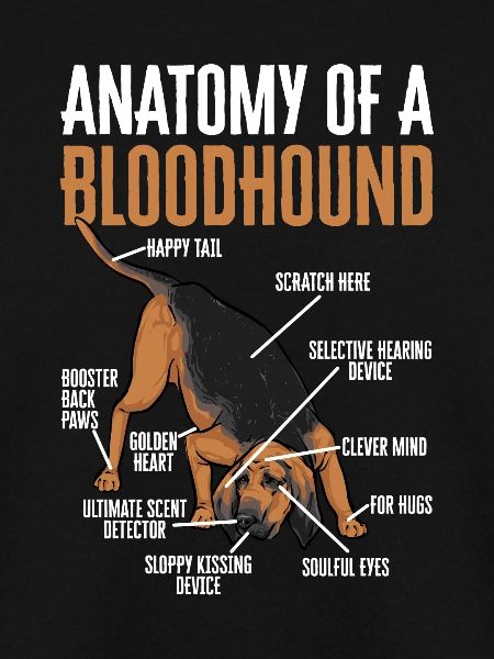 Bloodhound Hund Bluthund