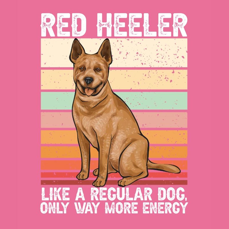 Bouvier australien Red Blue Heeler