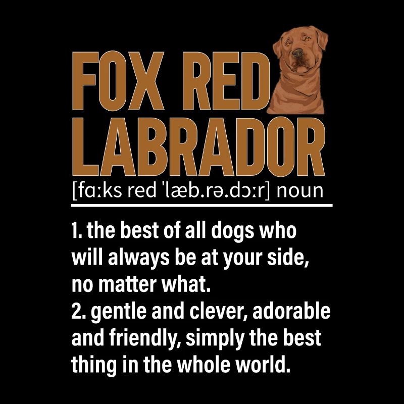 Foxred Labrador Fuchsroter Labrador Retriever