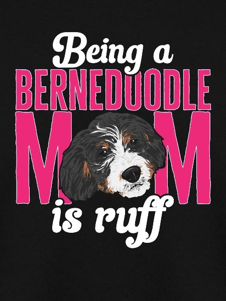 Bernedoodle Hund