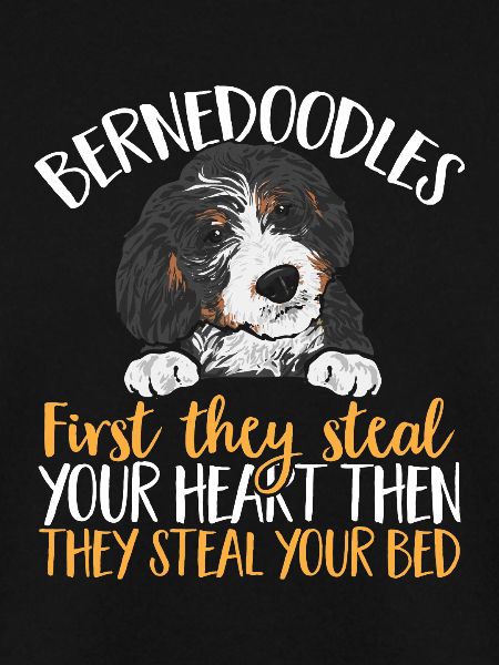 Bernedoodle Hund