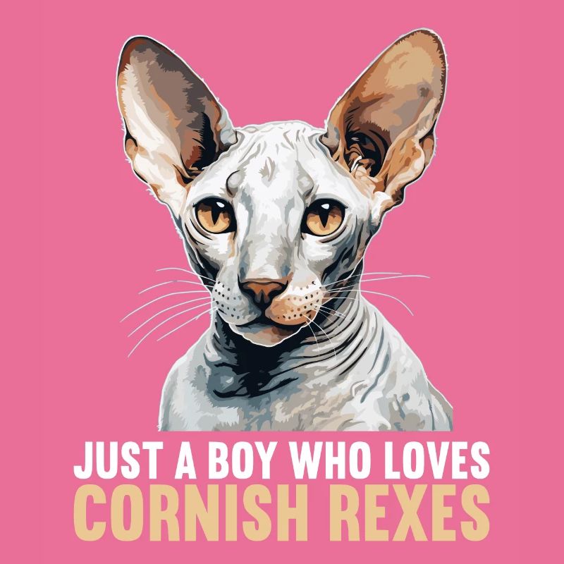 Cornish Rex Kätzchen Cornish Rex Katze