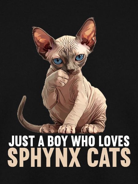 Sphynx Kätzchen Sphynx Katze