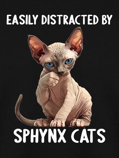 Sphynx Kätzchen Sphynx Katze