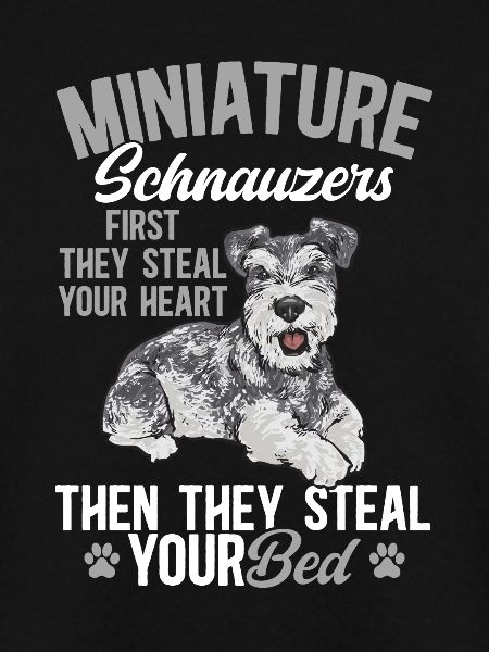 Zwergschnauzer Hund Schnauzer